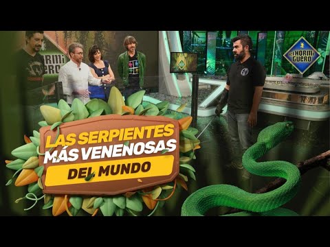 Las serpientes más venenosas del mundo en plató – El Hormiguero