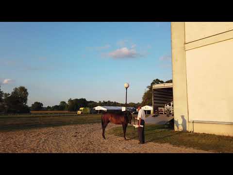 Janów Podlaski - Aukcja koni PRIDE OF POLAND 2019. Klacz czeka przed wejściem na ring