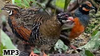 Download lagu Suara Pikat Puyuh Hutan Puyuh gonggong mp3