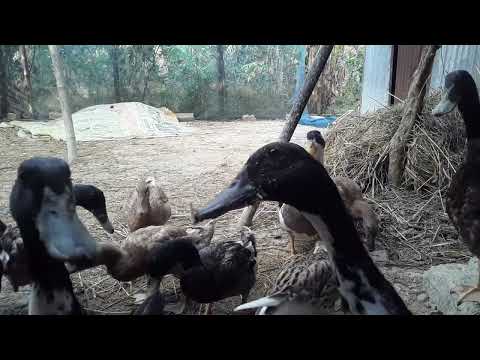 How to Raising Millions of Duck on Rice Field For Meat - Free range Duck Farming Technique