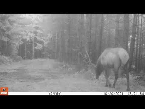 2021 10 29 0622PM 1  bull