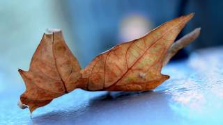 Canzone delle domande consuete - Francesco Guccini
