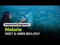 NEET Biology Malaria Important Diagram In English Misostudy