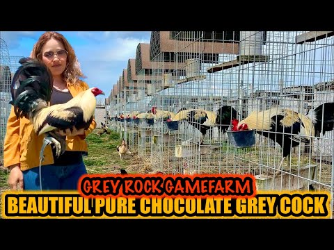 Beautiful Pure Chocolate Grey Cock ~ GREY ROCK GAMEFARM