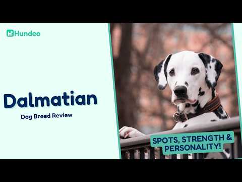 Dalmatian Dog Breed Review: Secrets, Spots, Strength & Personality!