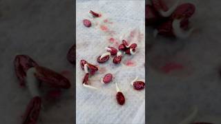 Download lagu Best Tips to Sow Watermelon Seeds #shorts mp3