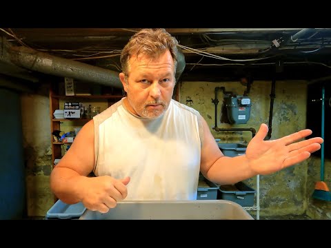 66-day ENC system's 8th feeding after 8 days - worm farm vermicompost