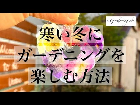 凍ったバナナの木、どうすればいいですか？切ったほうがいいでしょうか？植物を守り、冬を乗り切るためのヒント  庭園