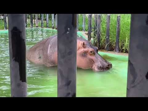 🧡ツグミさんがこっちに来てくれるのかと思ったらウンコ💩していただけだった･･･💕😊(京都市動物園)