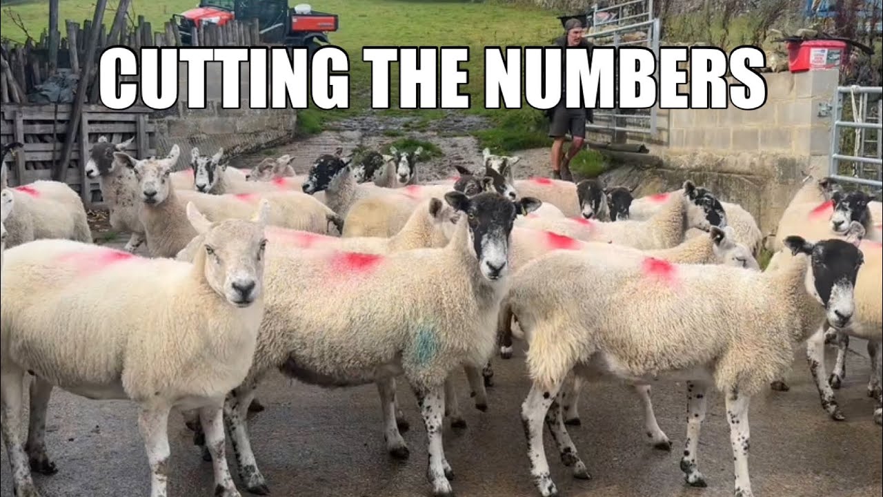 SELLING SHEEP, SEPTEMBER SUNSHINE + AN INJURED EWE