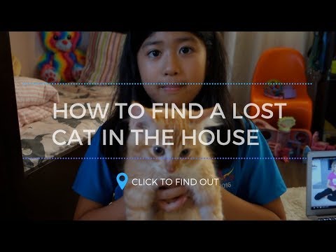 How to Call a Lost Cat in the House
