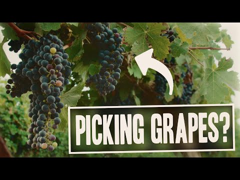 Are We Really Harvesting Grapes?! | HaYovel