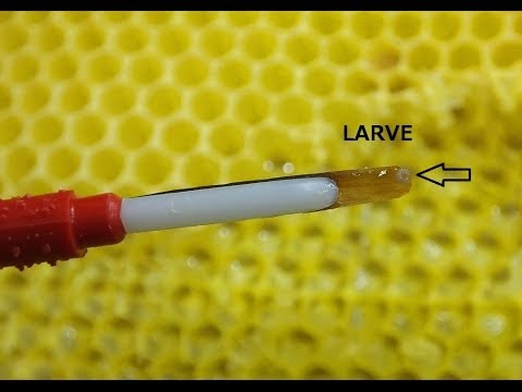 comment localiser un nid d'abeille
