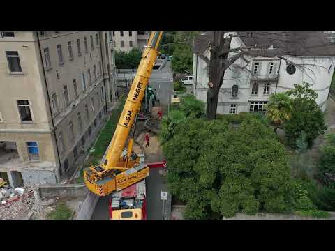 Taglio cedro dei castelli - Bellinzona