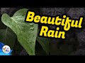 Transport Evolved Chicken And Garden Update Beautiful Rain