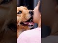 Dog Kissing Fantastic Video Dog Doglover Kiss Kissing