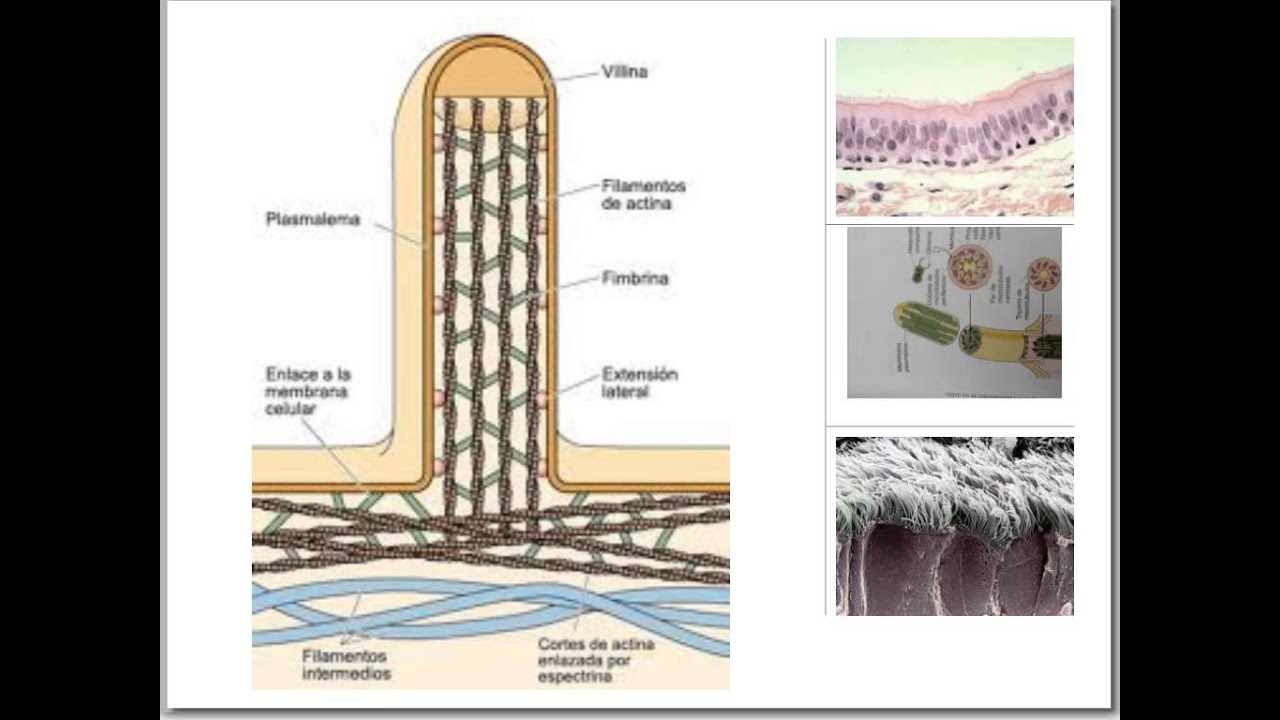 Tjidos Basicos y Epitelio