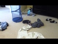 Mini Pig Goes Lunatic In Laundry