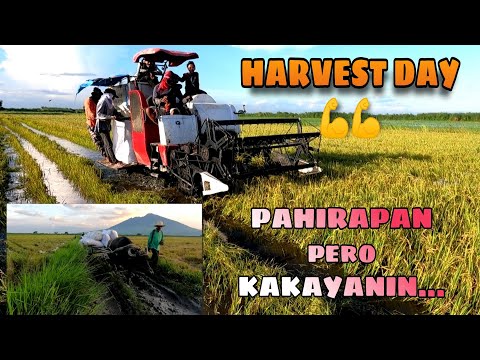 EPS139| PAHIRAPAN ANG PAG AANI NG PALAY 🌾🌾 MAANI KAYA LAHAT??
