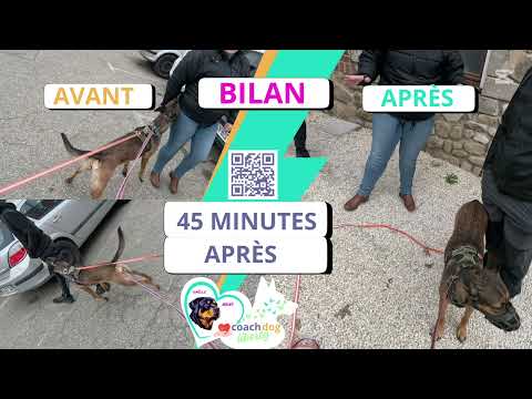 #bilan #comportementcanin #chien #malinois #réactif #agressive #humain