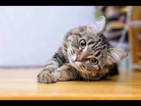 Som para atrair/resgatar gatos.