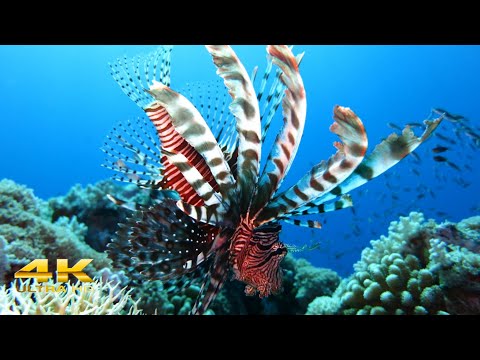 Amazing Dramatic Confrontation Moray EelPorcupine Fish, Octopus - Close up Giant  Deep Sea 4K video