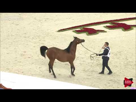 N 244 MEKDAD AL HAWAJER   Sharjah International 2019