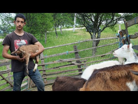 OD SIROTIŠTA  U  HRVATSKOJ  DO  VLASTITOG  STADA  U  BOSNI