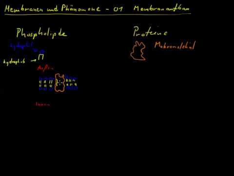 Membranen und Phänomene 01 - Membranaufbau