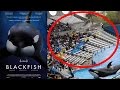 Blackfish Update: SeaWorld Attendance Plummets! Tilikum's Revenge?