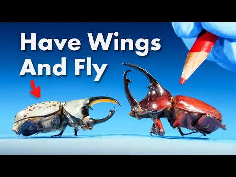 Everything You Didn't Know About Giant Beetles