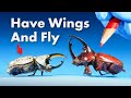 Everything You Didn T Know About Giant Beetles