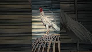 Download lagu RELA #story #viral #koplo #ayamjago mp3 Download lagu RELA #story #viral #koplo #ayamjago mp3