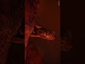 The Lion King L 4k 60fps Video Disney