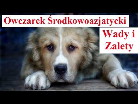 Central Asian Shepherd Dog - Advantages and Disadvantages