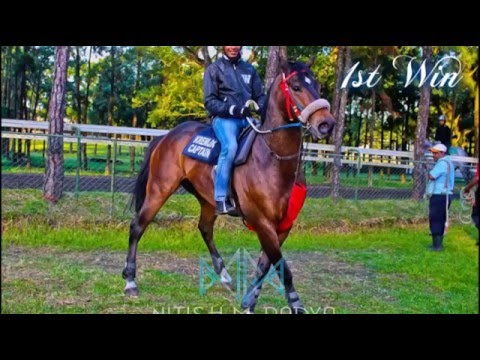 Kremlin Captain - The Aeroplane (All 2014/2015 Wins)