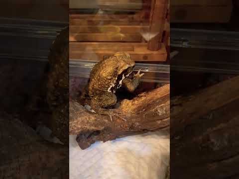 ミナミアマガエル