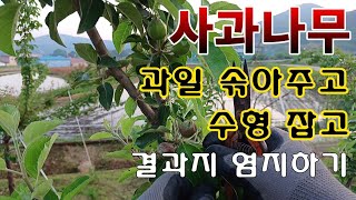 [텃밭농부. 1,053]  4년차 홍로 사과나무 수형잡고 적과, 염지하기 #사과재배