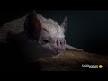 How Vampire Bats Suck Blood for ... (xx) - Známka: 3, váha: malá