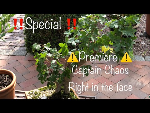 Besuch beim Yamadori Experten +Neuer Baum +CaptainChaos frontal 😜/Bonsai oder Kleinholz 2023-29