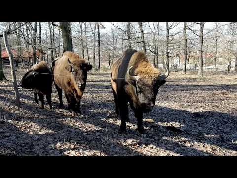 Zimbri la Zoo Hunedoara