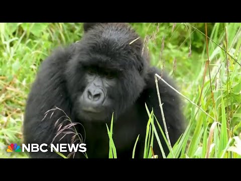 Scientist settles the viral '100 men vs gorilla' debate