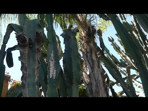 Euphorbia candelabrum Trémaux ex Kotschy