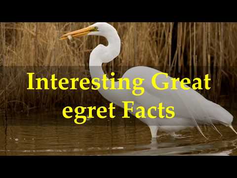 image-Are Egret birds aggressive?