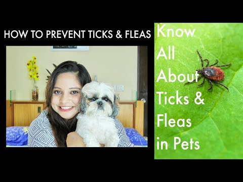 How To Prevent Ticks And Fleas On Pets | How To Cure Ticks And Fleas On Pets | Ticks Fleas Remedies Video