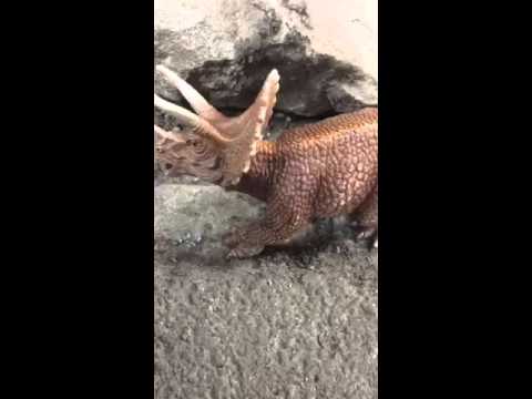 Triceratops vs T Rex
