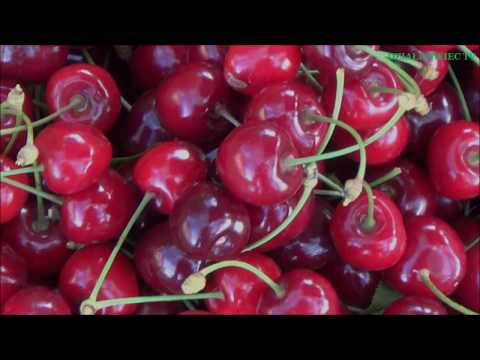 CZEREŚNIA 'RIVAN' - rozwój