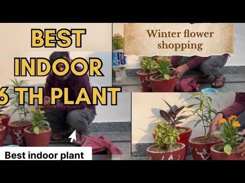 , title : 'Indoor plant no 6 rubber plant care and winter shopping #indoorplants #gardeningpointds #rubberplant'