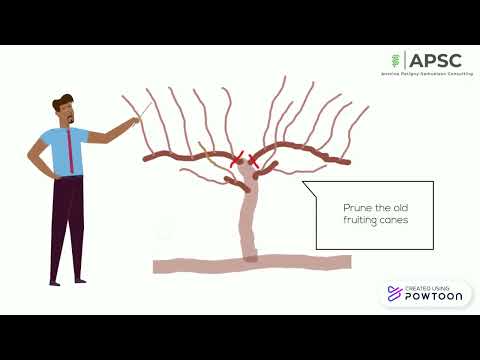 Double cane/guyot pruning