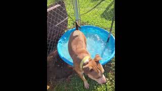 Video preview image #1 Bullypit Puppy For Sale in Oakhurst, NJ, USA
